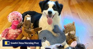 Гениални кучета усвояват речник чрез подслушване