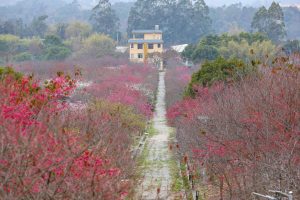 Ферма във Фуджоу, потънала в море от живи черешови цветове