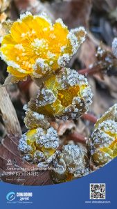 Амур Адонис, планина Чанбай, Джилин