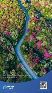 Природен резерват Baili Azalea, Гуейджоу